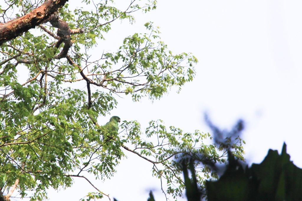 Le joli perroquet de la jungle amazonienne en Bolivie