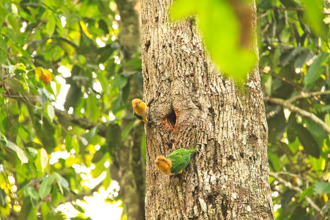 Autre couple de perroquet de la jungla amazonienne