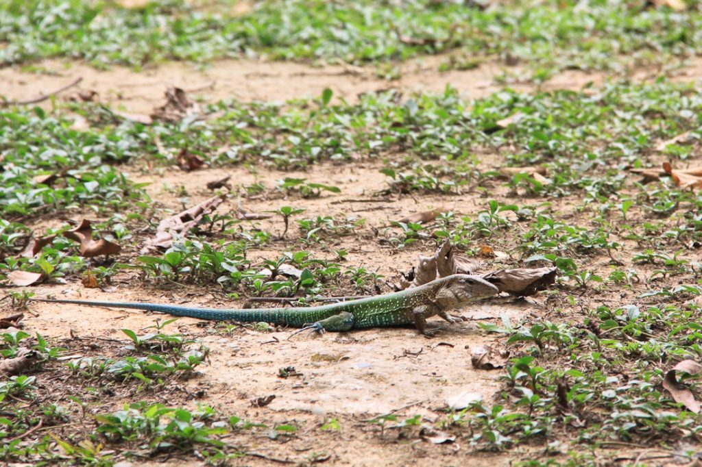 Rencontre à deux pas de ma chambre dans l'Ecolodge chalalan au coeur de l'Amazonie bolivienne