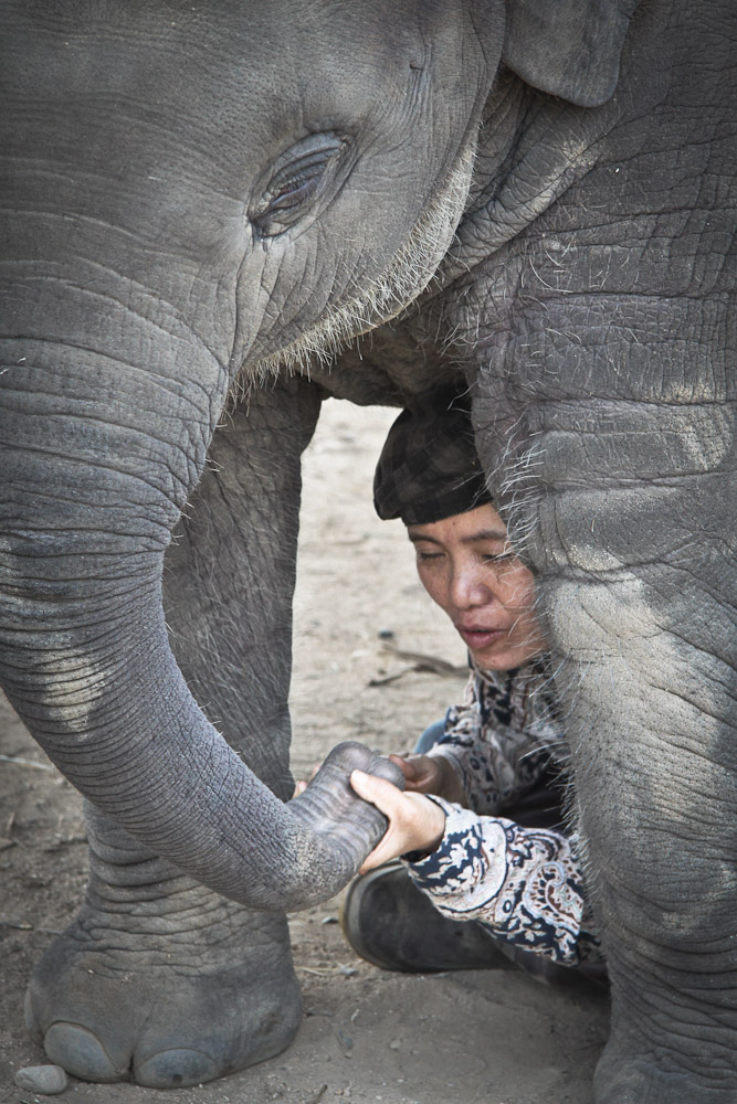 Lek Chailert – Elephant nature park avec le bébé 2