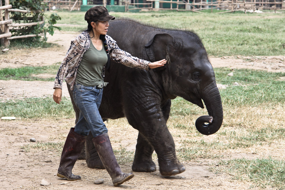 Lek Chailert, la femme qui murmurait à la trompe des éléphants
