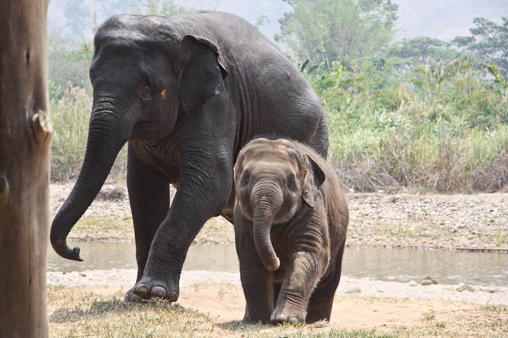 Lek Chailert – Elephant nature park famille