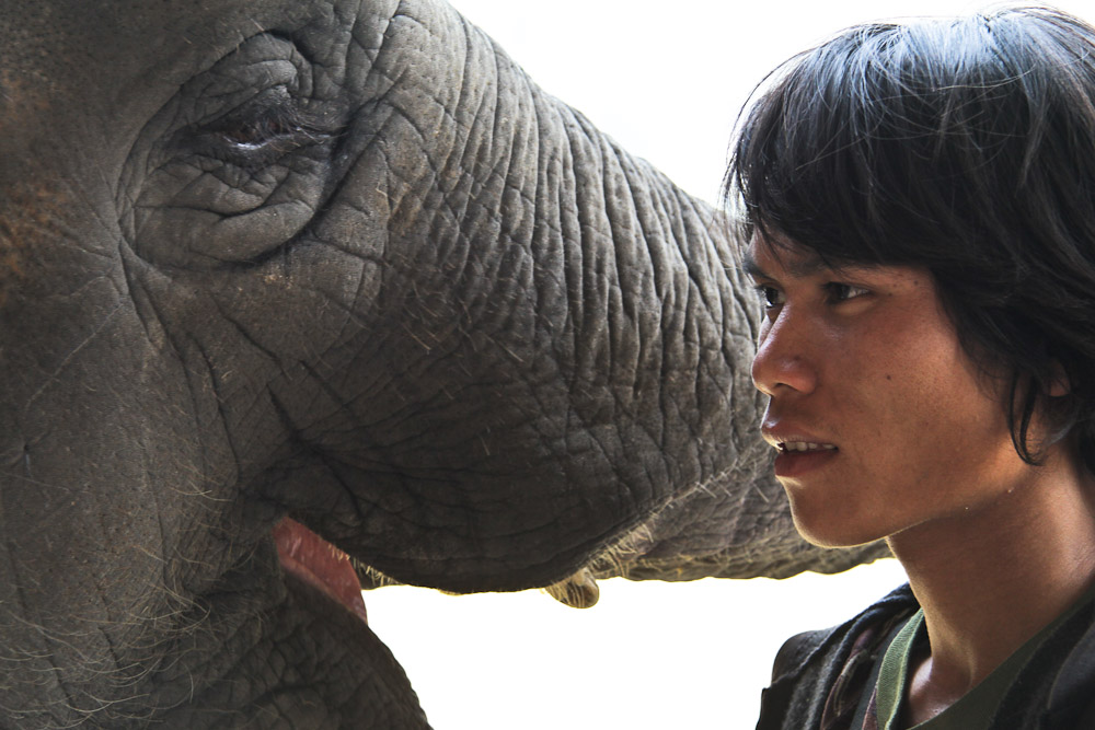 Elephant nature park Chiang Mai