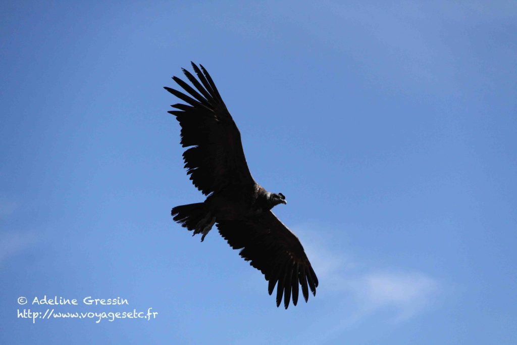 El condor pasa