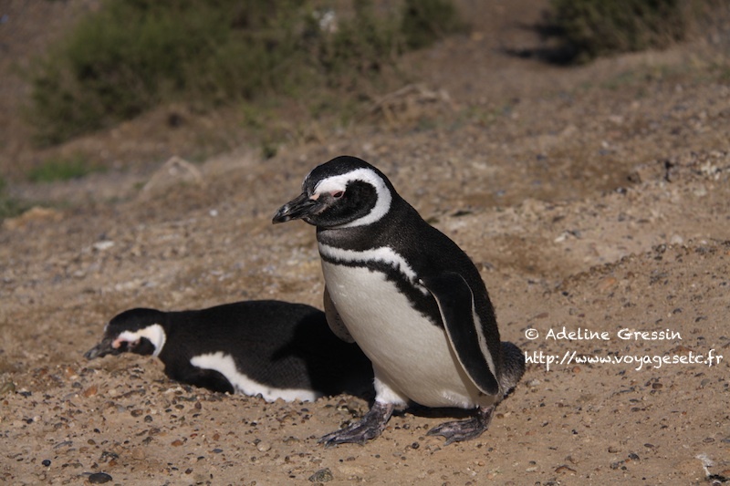 Pingouin Peninsule Valdes