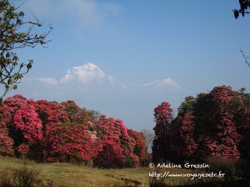8-Népal – trek des Annapurnas