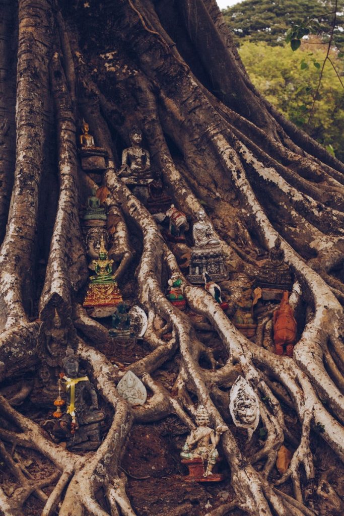 Divinités posées sur un banyan situé à proximité du Wat Si Sawai, un temple du parc historique de Sukhothai en Thaïlande