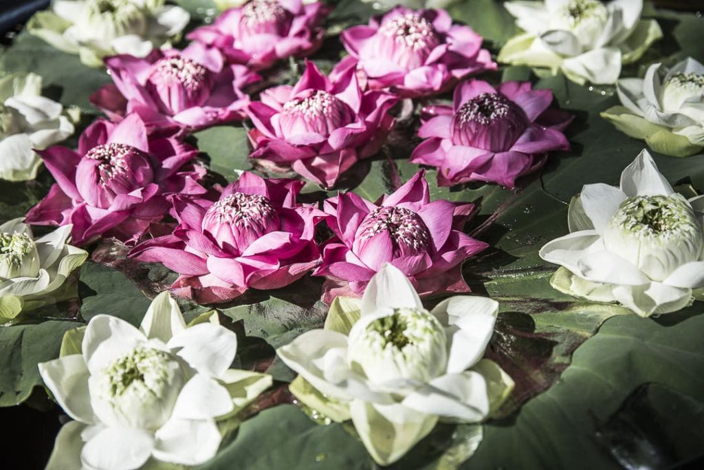 Les fleurs de lotus de la maison Jima Thompson Bangkok Thailande