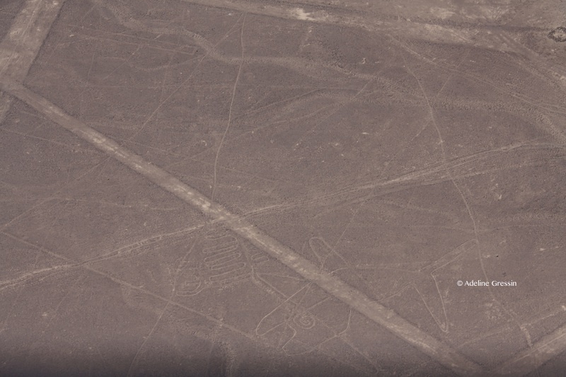 Nazca – Baleine