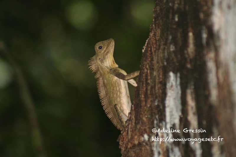 Danum Valley - Bornéo