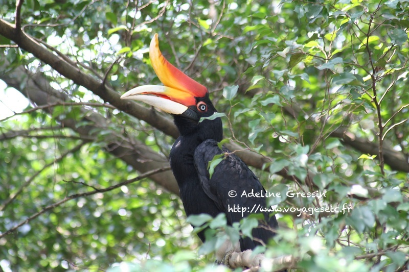 Oiseau2