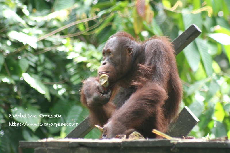 Orang Outan
