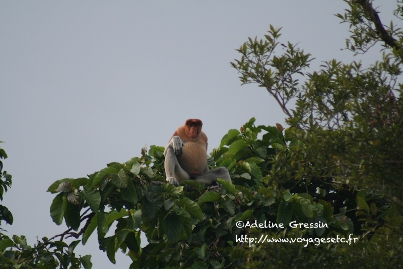 Singe nasique Borneo