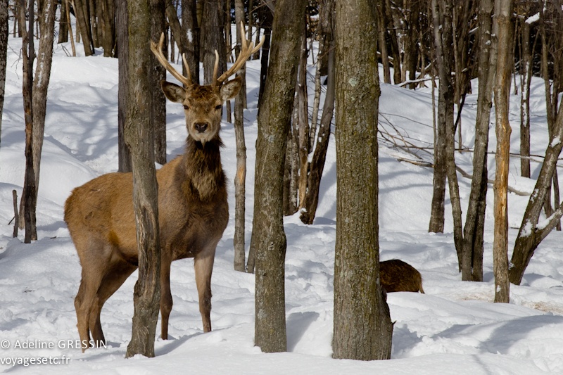Cerf Parc Omega Québec
