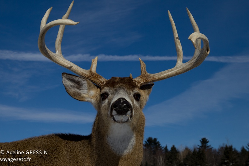 Chevreuils Parc Omega Québec