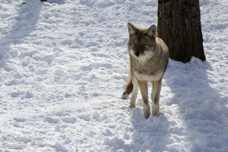 Coyotte Parc Omega Quebec