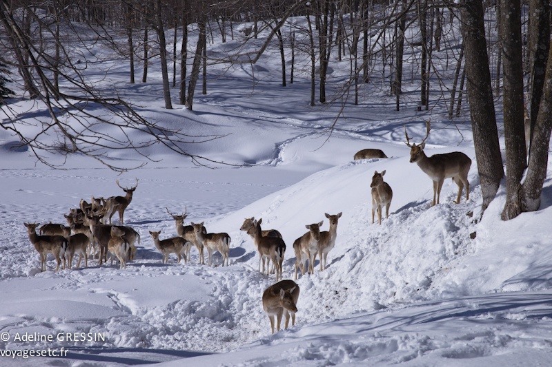 Daims Parc Omega
