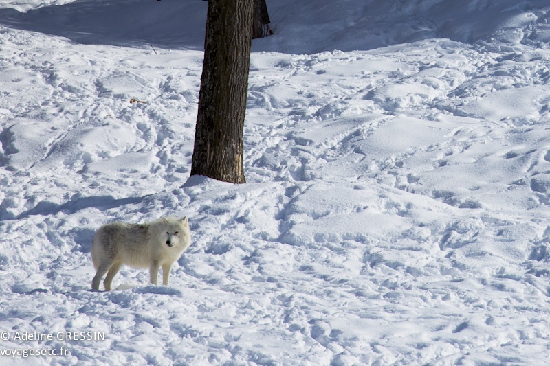 Loup arctique Parc Omega Quebec