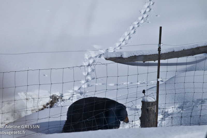 Ours Parc Omega Quebec en hiver