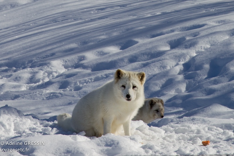 Renard arctique Parc Omega Québec