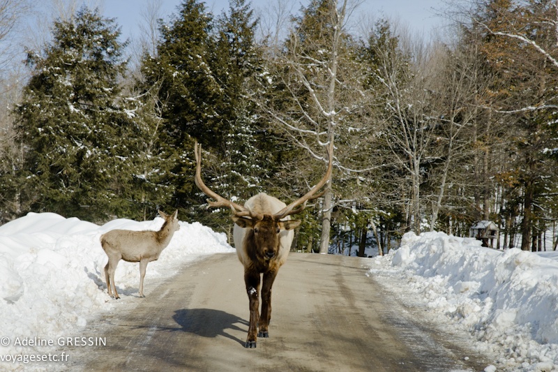 Wapiti Parc Omega Quebec