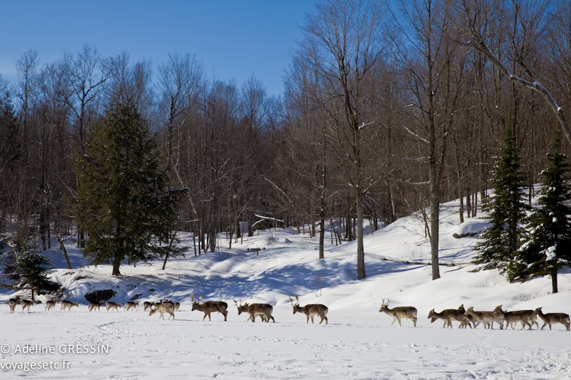 les daims du lac gelé Parc Omega Quebec
