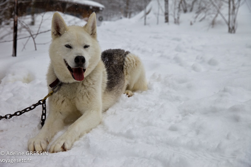 Chien traineau à chiens quebec