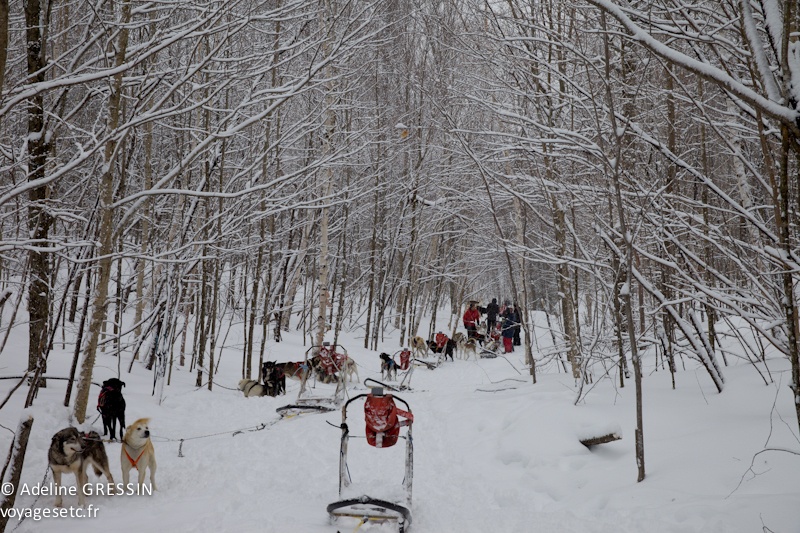 Pause dans les bois traineau à chiens