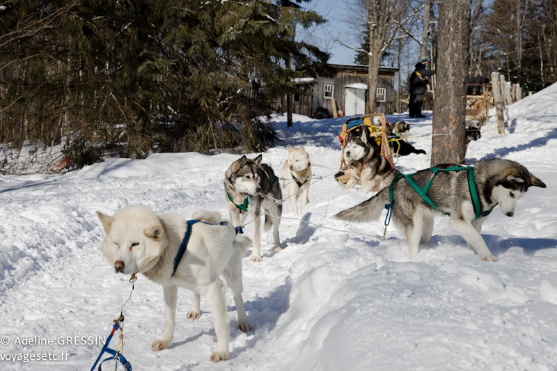 traineau à chiens - attention au départ