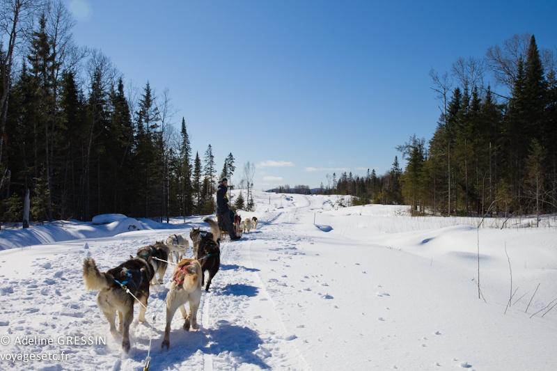 traineau à chiens - plaisir de la glisse