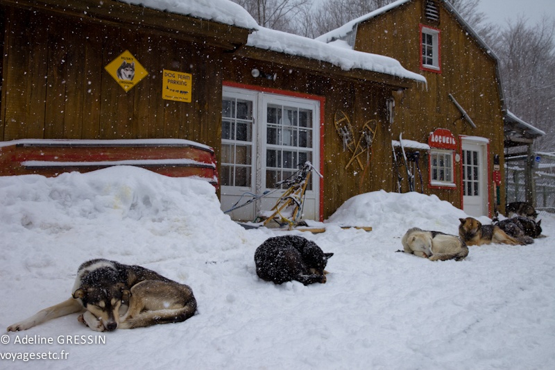 traineau à chiens - repos merite