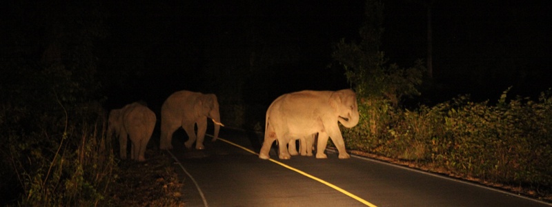 Elephants de Khao Yai thailande