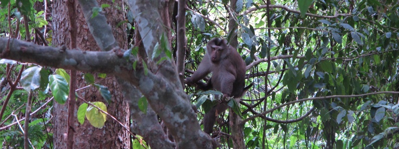 Macaque Khao Yai Thailande