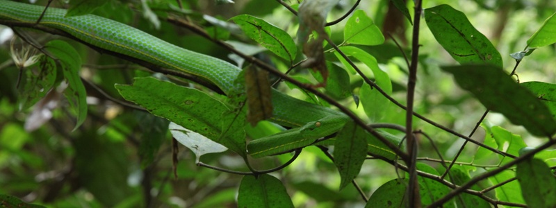 Serpent vert Khao Yai