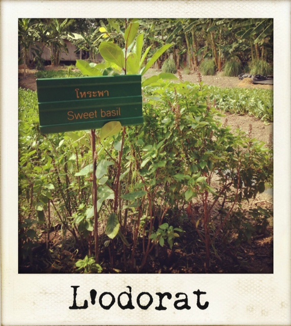 Voyage en thailande avec l'odorat