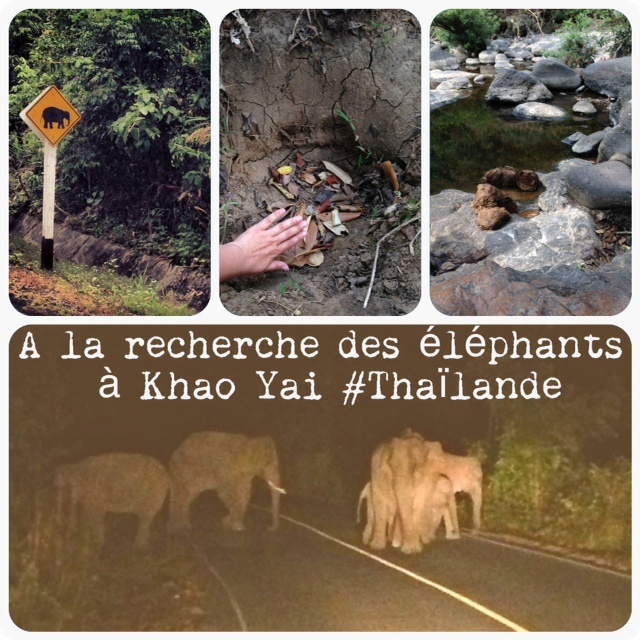 A la recherche des éléphants de Khao Yai