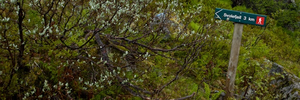 Norvège Myrkdalen direction Svolefjell