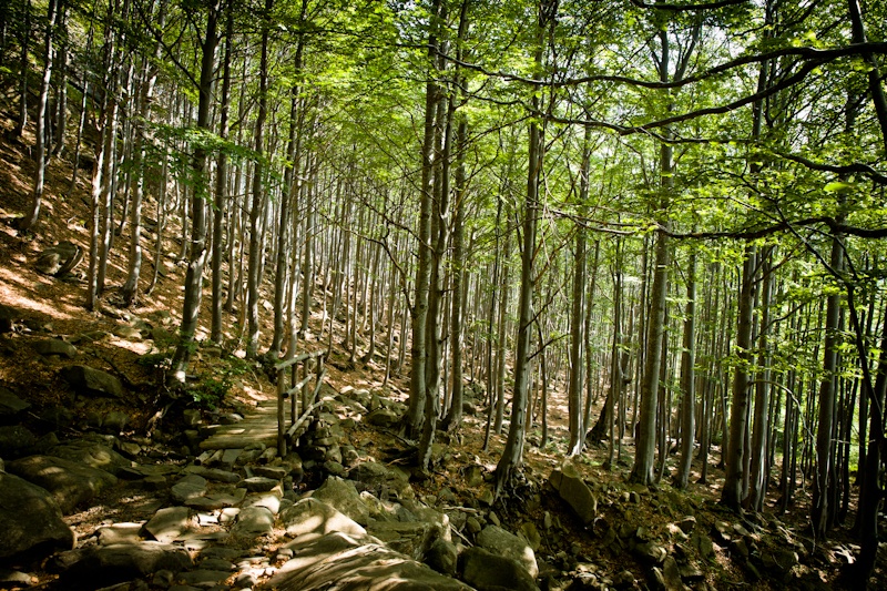 Randonner en Italie - A travers les bois de hêtres