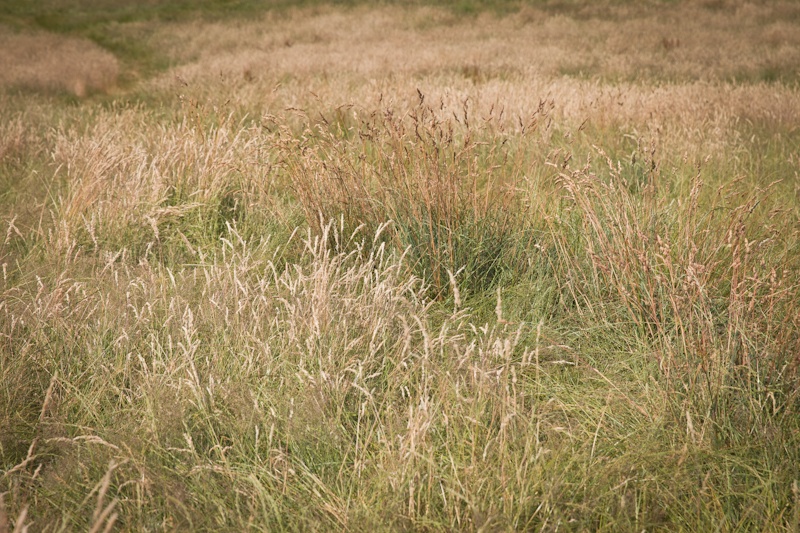 Londres - les herbes folles de parliament hill