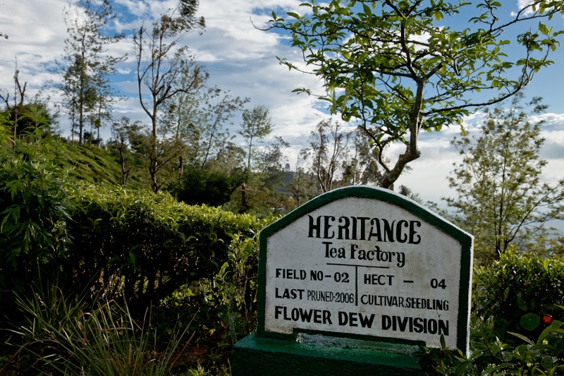 Tea factory Sri Lanka - la parcelle