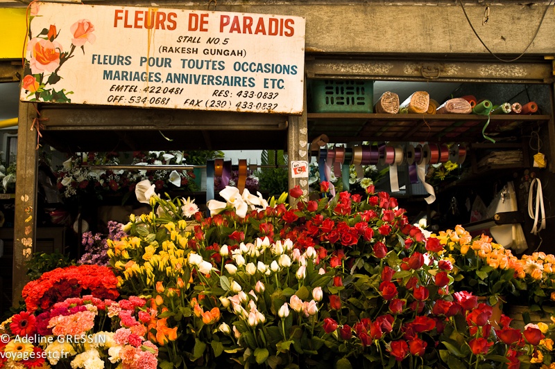 Marché de l'ile Maurice - Fleurs de paradis