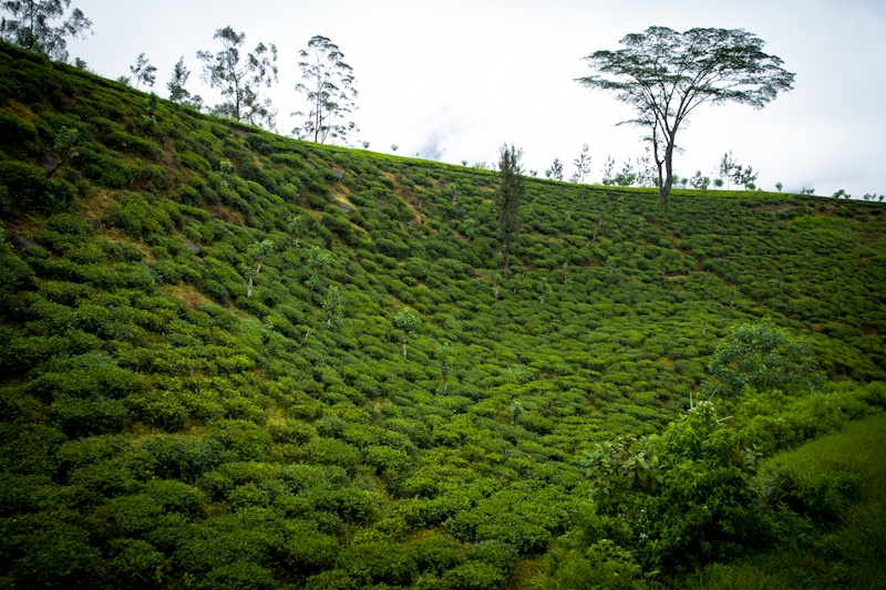 Prendre le train sri lanka – Parcelle à flanc de montagne