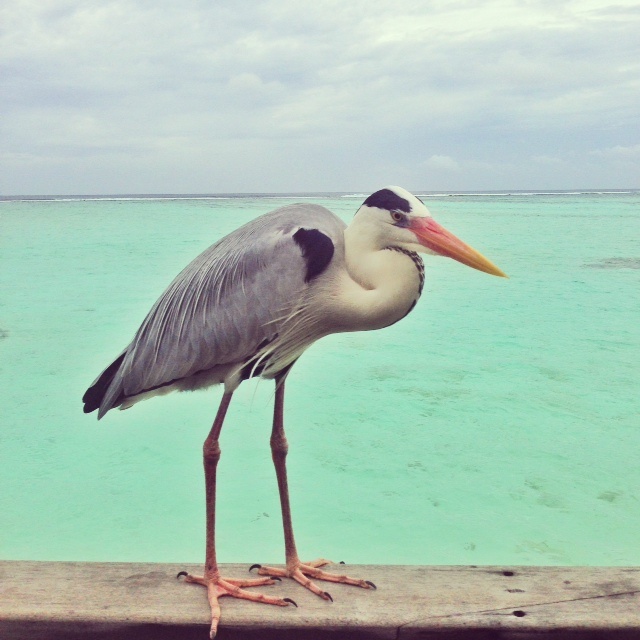 club med Kani maldives - le héron gris