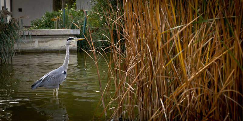 Paris Bercy - Le héron du parc de Bercy