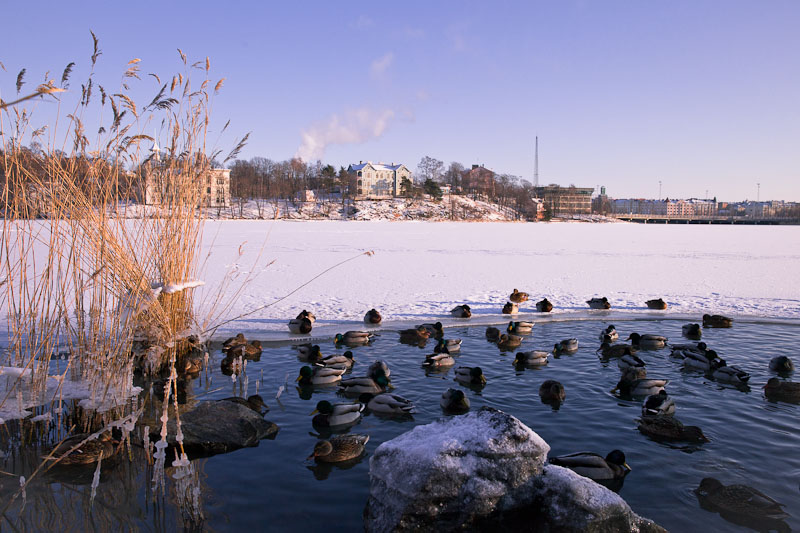 10 vues sur Helsinki - les canards du lac gelé