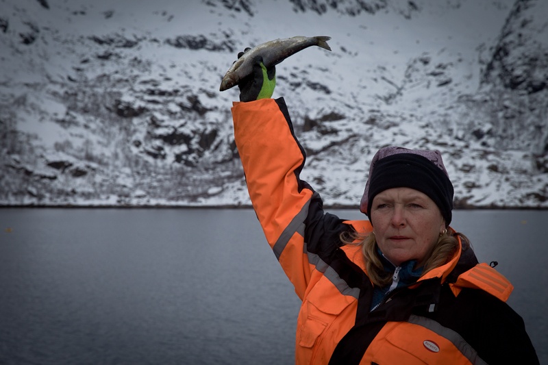 Norvege Lofoten - Safari des mers à la recherche de l'aigle