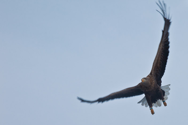Norvege Safari dans les lofoten - Aigle aux ailes déployées