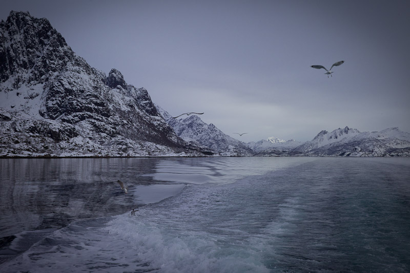 Norvege Safari des mers lofoten - Les mouettes
