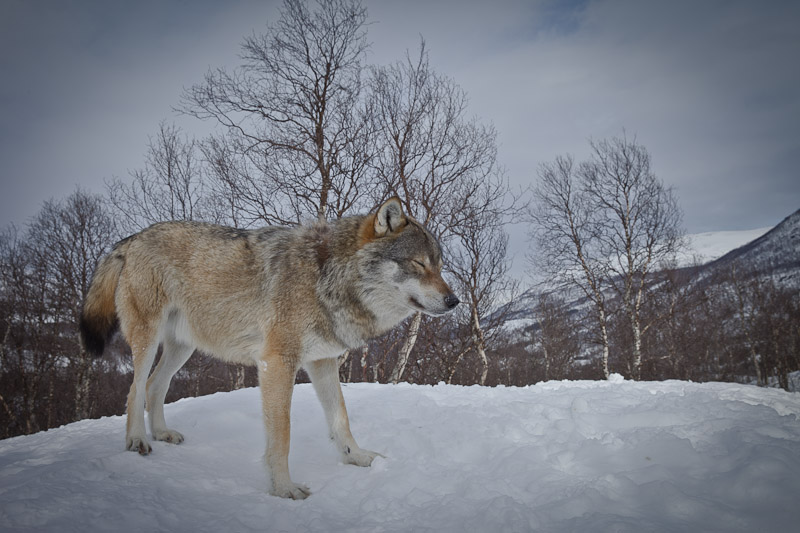 Polar Park norvège - Le loup