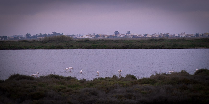 Ecotourisme en Catalogne - Delta de l'ebre reserve ornithologique